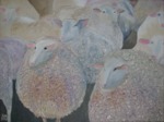 Dieren