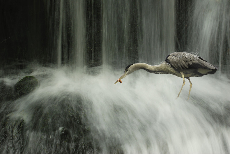 Reiger in waterval