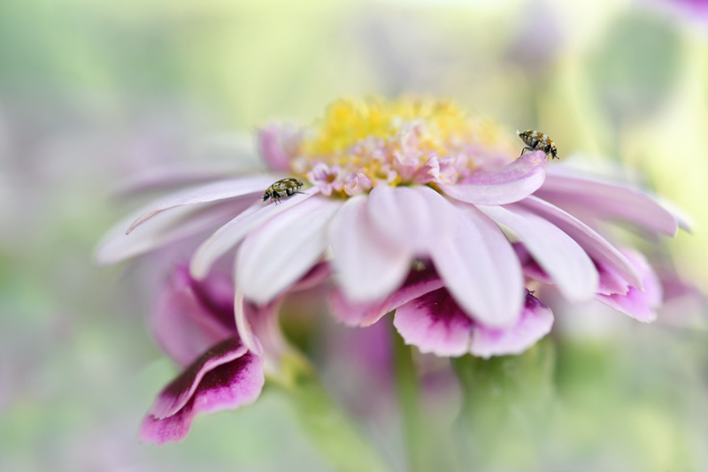 Tapijtkevers op bloem