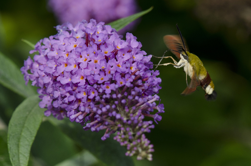 Glasvleugelpijlstaart