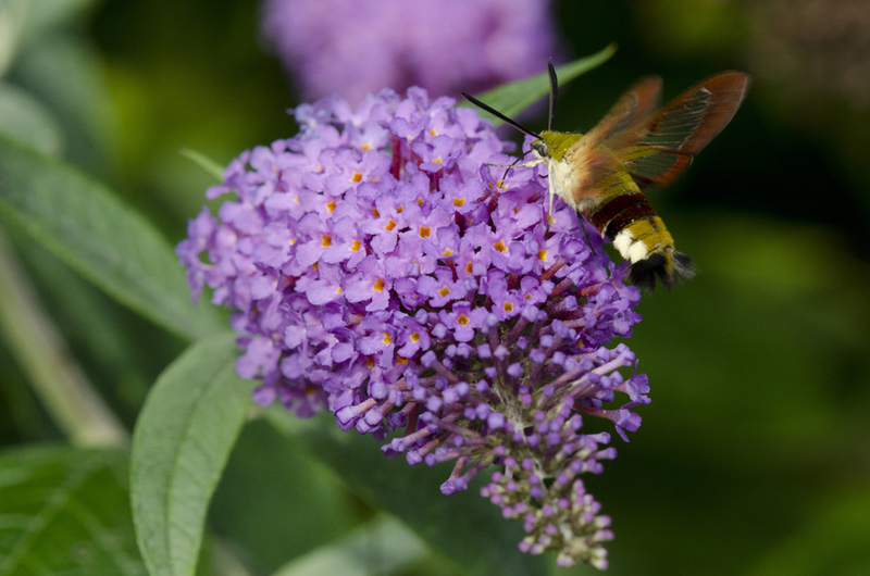 Glasvleugelpijlstaart