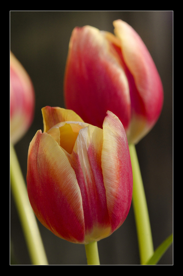 Tulpen