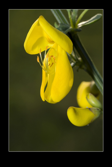 Bloem van de bremstruik