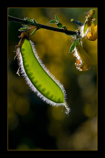 De vrucht van de bremstruik