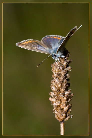 Bruin Blauwtje