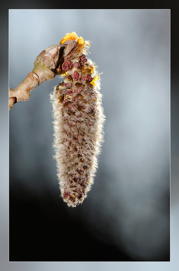 Abeel van de zilverpopulier