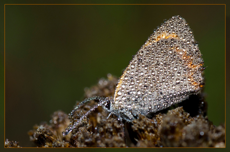Kleine vuurvlinder onder de dauwdruppels