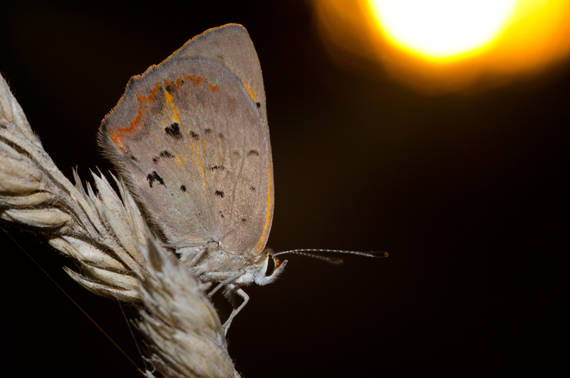 Kleine vuurvlinder in tegenlicht