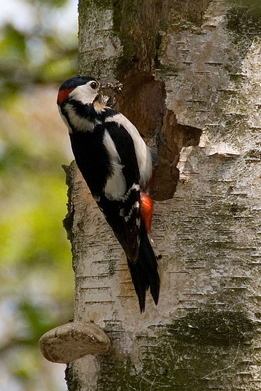 Bonte specht voor het nest
