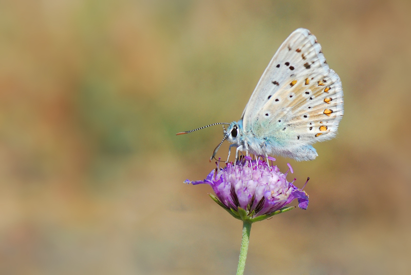 Groot tragant Blauwtje