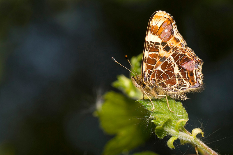 Landkaartje eerste generatie