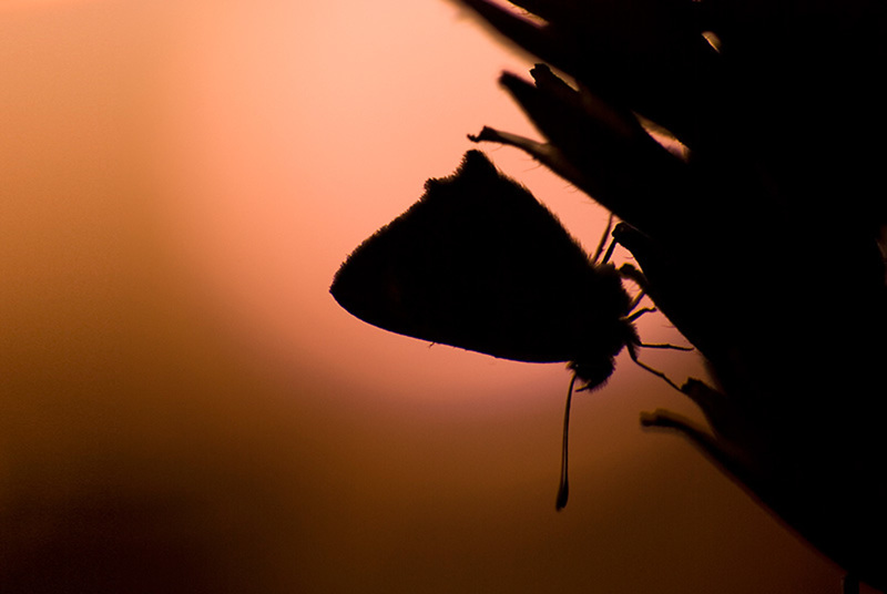 Kleine vuurvlinder in tegenlicht