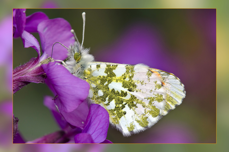 Oranjetipje ( nieuw )