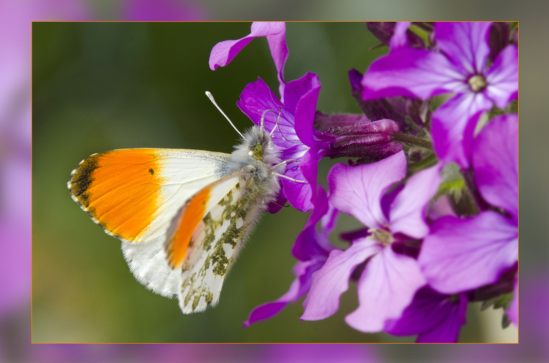 Oranjetipje ( nieuw )