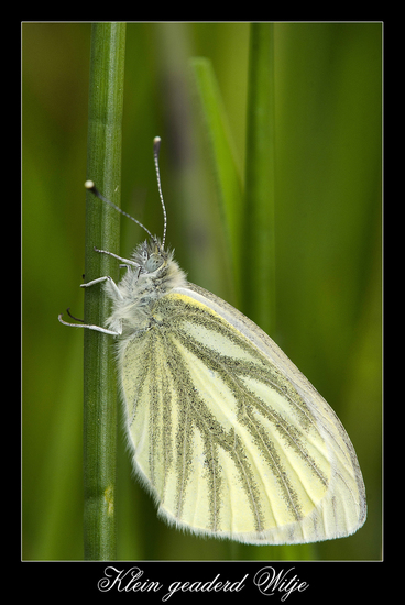 Klein geaderd Witje ( nieuw )