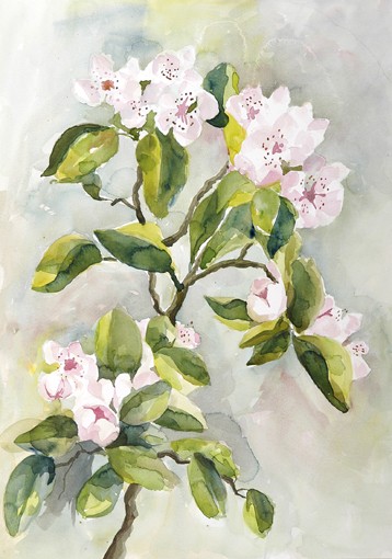 Appelbloesemtak
