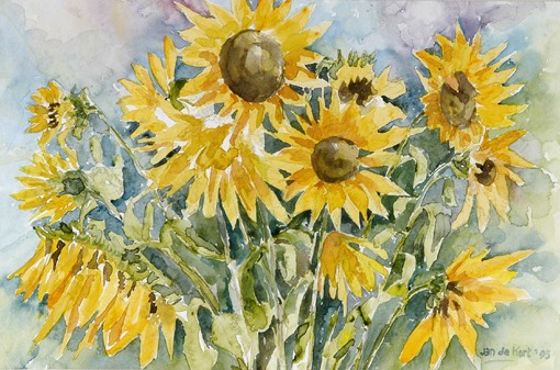 Zonnebloemen