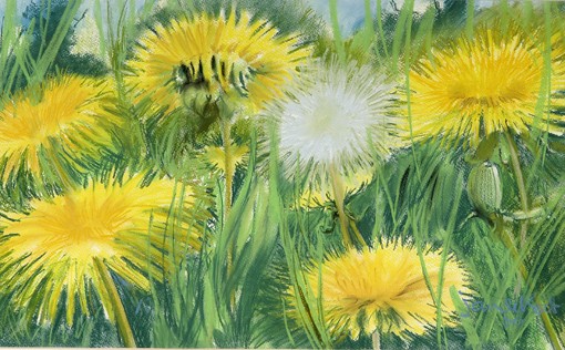 Paardenbloemen