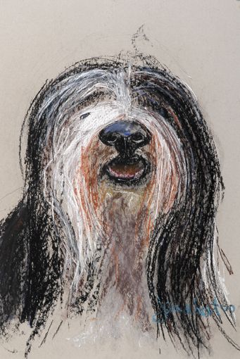 Bearded Collie