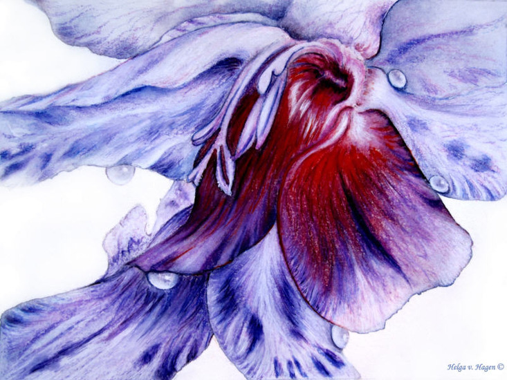 Dauwdruppels op Gladiool