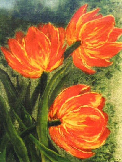 Tulipa Red and Yellow