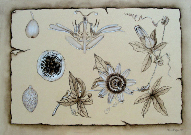Studie Passieflora