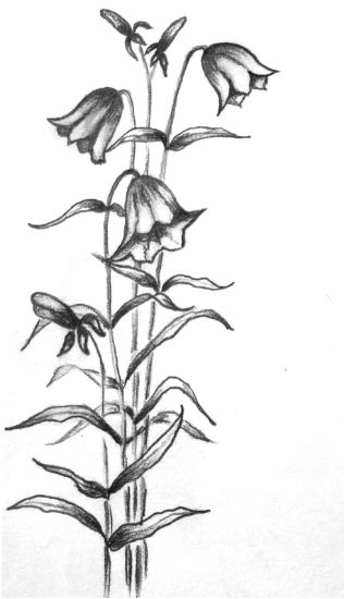 Campanula