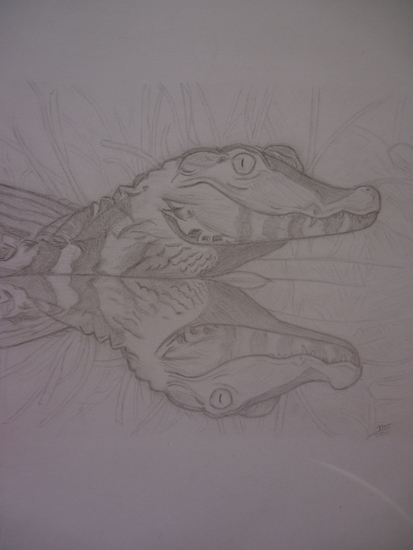 Krokodil in spiegelbeeld