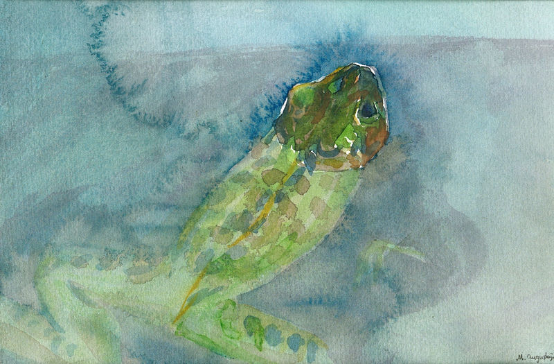 kikker half onder water