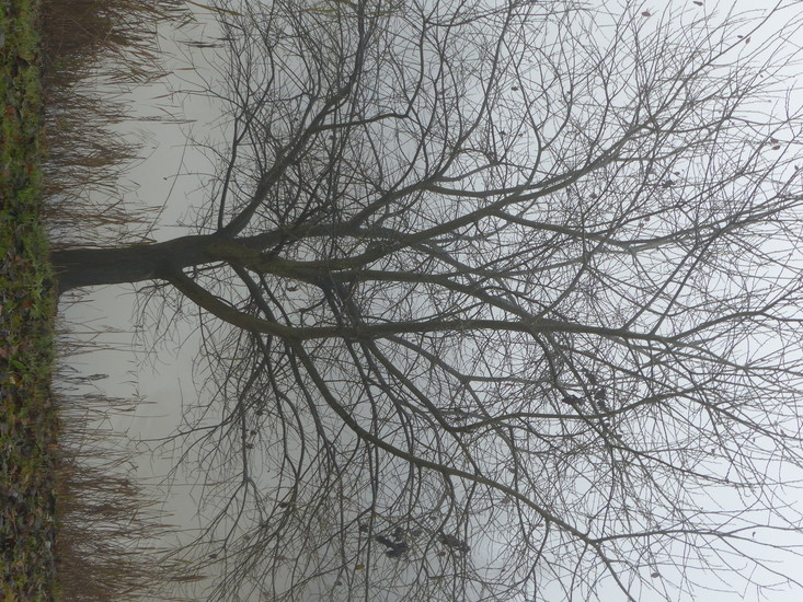 landschap