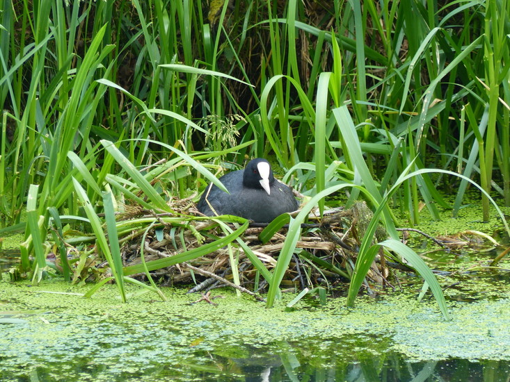 vogel