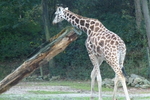 dierentuin