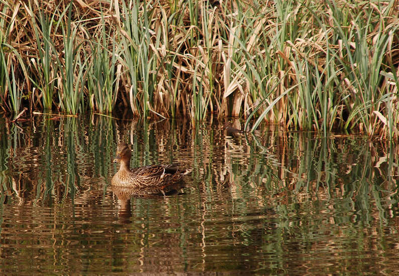 In camouflage. В камуфляже.