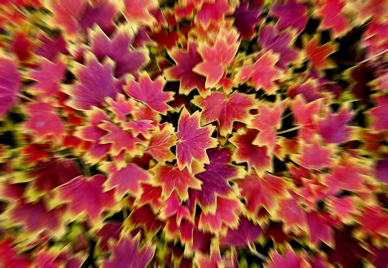 Het vallen der bladeren. Листопад.