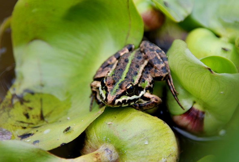 Ik ga je op eten. Я тебя съем!