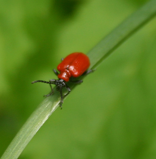 Besnord. Усатый.