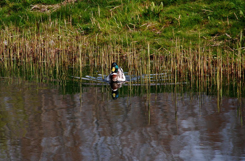 Woerd. Селезень.