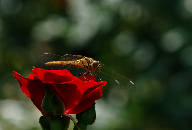 Prima baantje. Хорошее местечко.
