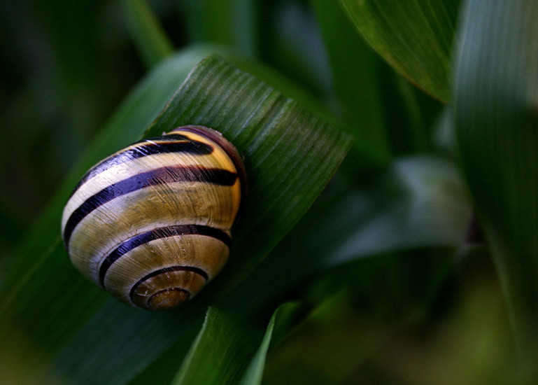 Het huisje. Домик.