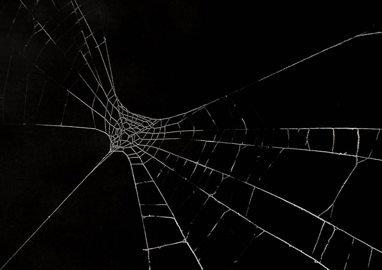 Nachtvlinder. Бабочка в ночи.