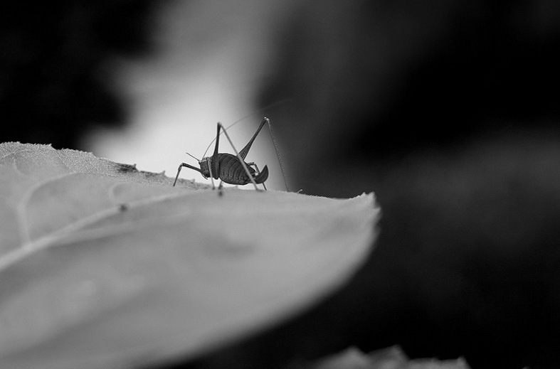 Ik ga weg.... Я ухожу....