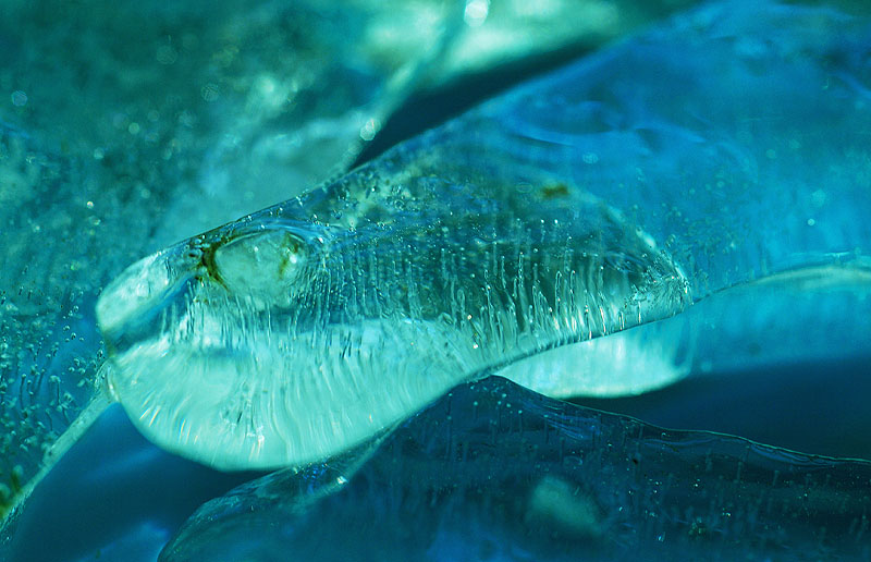 Slang. Змейка.