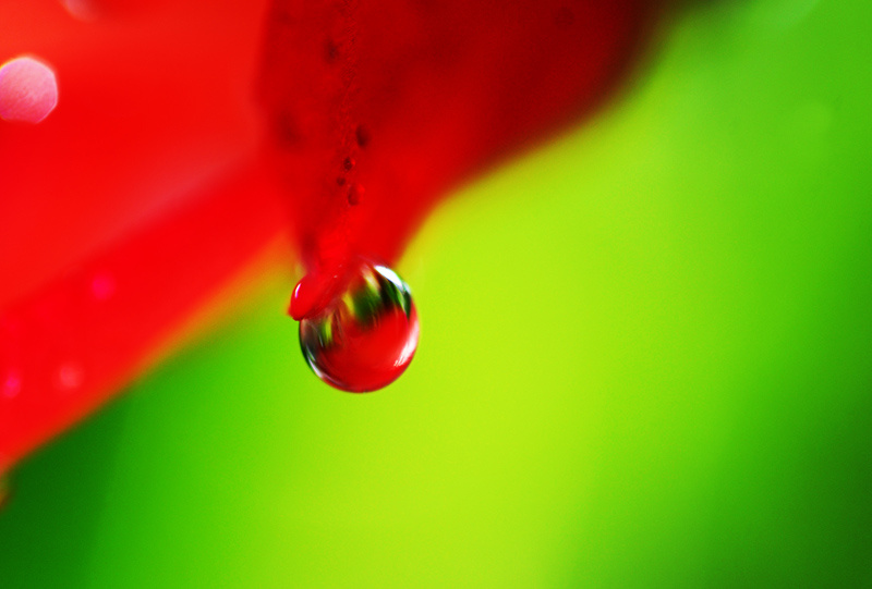 Bloeden. Истекать кровью.