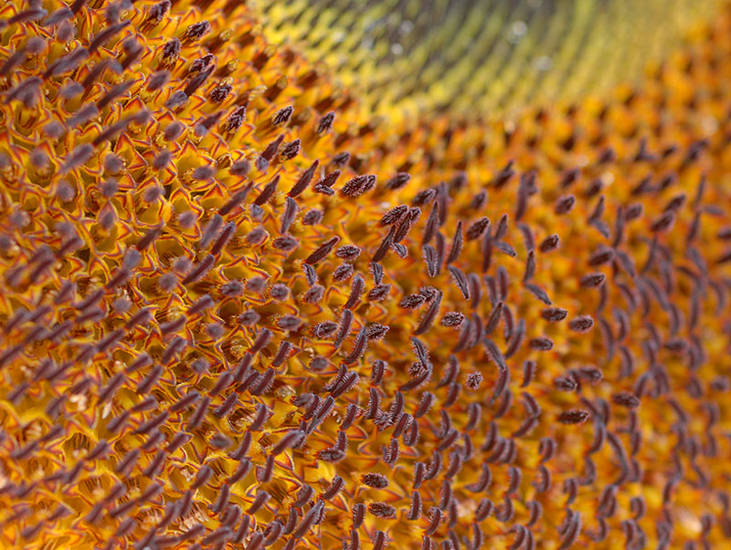 Een andere civilisatie.