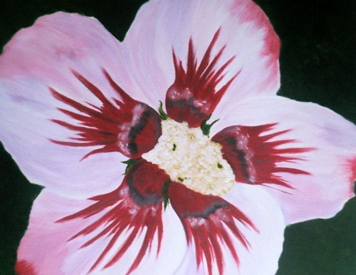 Hibiscus