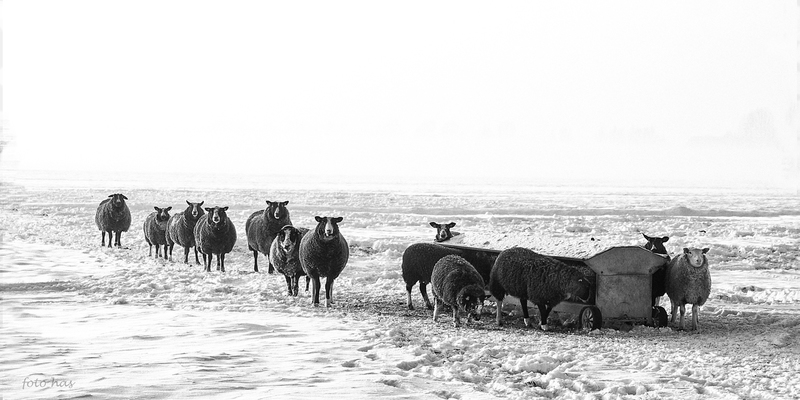 Winterland met schapen