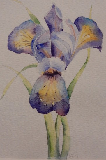 Iris