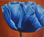 blauwe papaver dicht 50x60 cm