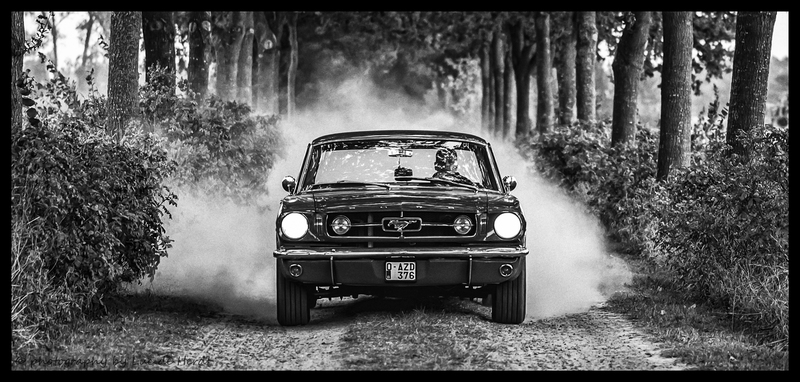 Wilde mustang !