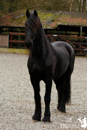 Fries Paard (Friso)